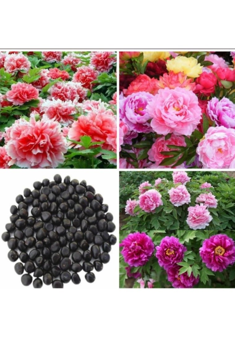 50Pcs Mixed Colors  Peony Seeds Fast Growing Easy Germination Strong Vitality Excellent Producing Plant Seeds for Planting Multicolor - Image 1