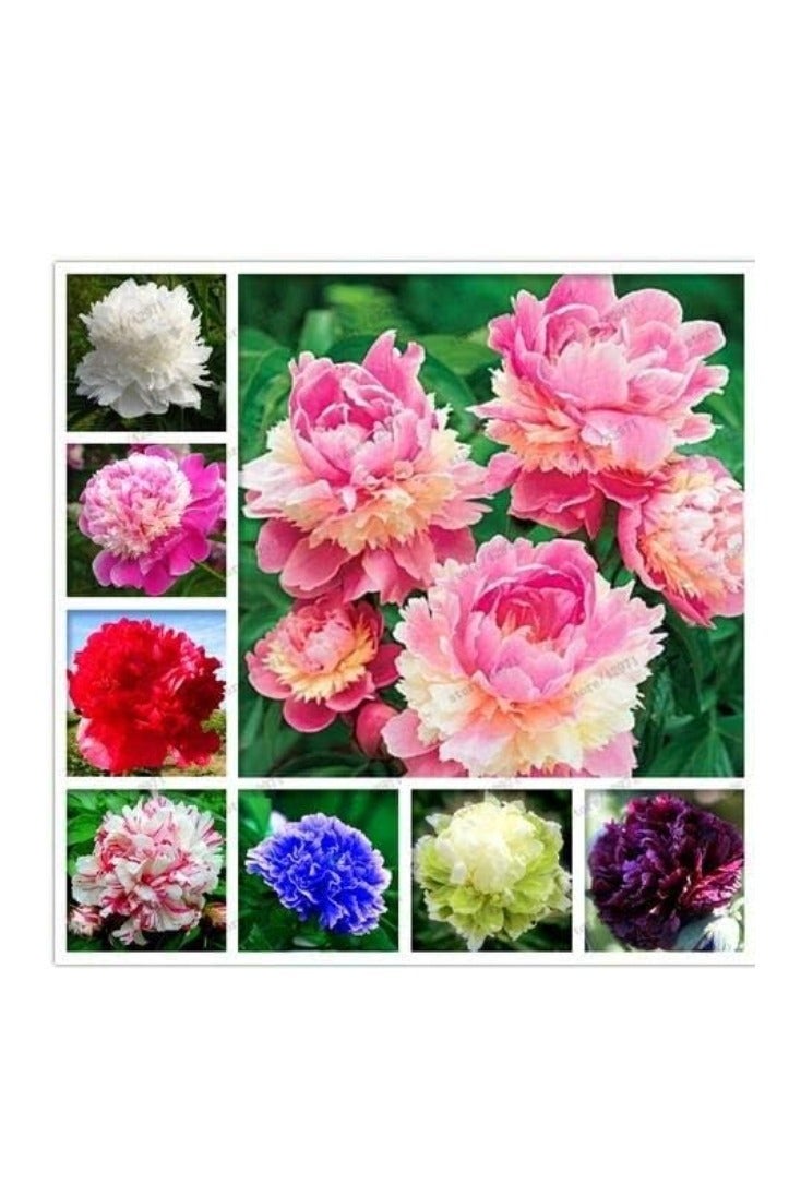 50Pcs Mixed Colors  Peony Seeds Fast Growing Easy Germination Strong Vitality Excellent Producing Plant Seeds for Planting Multicolor - Image 3