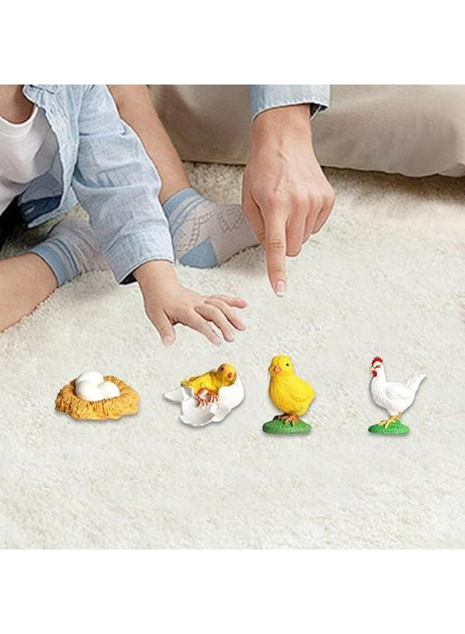 Chicken Life Cycle For Teaching Set For Science Students And Schools - Image 3