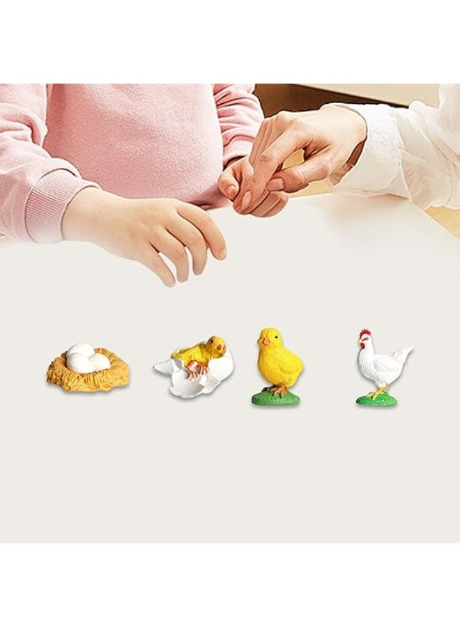 Chicken Life Cycle For Teaching Set For Science Students And Schools - Image 2