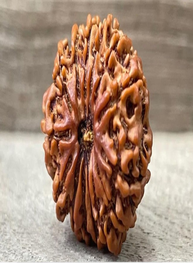 IRIS GEMS Nepal 14 Mukhi Rudraksha Real 14 Mukhi Rudrakshaa Nepali Igl Certified Energized Fourteen Face Rudraksh With Beautiful Pendant नेपाल 14 मुखी रुद्राक्ष Energized Rudrakshas 14 Mukhi Oval Shape चौदह मुखी रुद्राक्ष For Wearing & Pooja By IRIS GEMS - Image 2