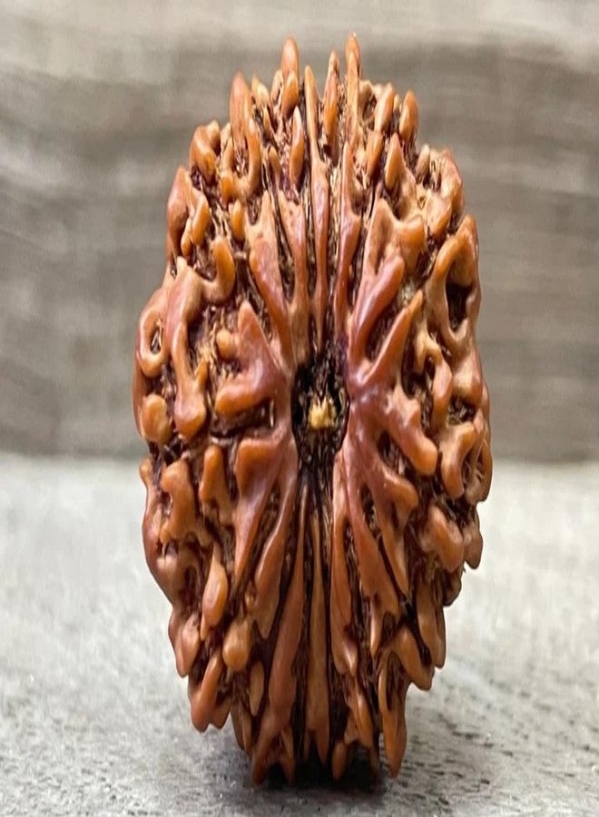 IRIS GEMS Nepal 14 Mukhi Rudraksha Real 14 Mukhi Rudrakshaa Nepali Igl Certified Energized Fourteen Face Rudraksh With Beautiful Pendant नेपाल 14 मुखी रुद्राक्ष Energized Rudrakshas 14 Mukhi Oval Shape चौदह मुखी रुद्राक्ष For Wearing & Pooja By IRIS GEMS - Image 4
