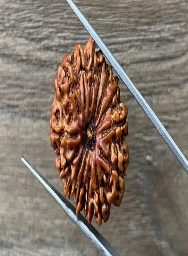IRIS GEMS Nepal 14 Mukhi Rudraksha Real 14 Mukhi Rudrakshaa Nepali Igl Certified Energized Fourteen Face Rudraksh With Beautiful Pendant नेपाल 14 मुखी रुद्राक्ष Energized Rudrakshas 14 Mukhi Oval Shape चौदह मुखी रुद्राक्ष For Wearing & Pooja By IRIS GEMS - Image 3