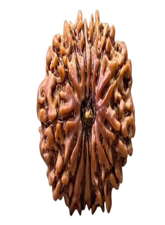 IRIS GEMS Nepal 14 Mukhi Rudraksha Real 14 Mukhi Rudrakshaa Nepali Igl Certified Energized Fourteen Face Rudraksh With Beautiful Pendant नेपाल 14 मुखी रुद्राक्ष Energized Rudrakshas 14 Mukhi Oval Shape चौदह मुखी रुद्राक्ष For Wearing & Pooja By IRIS GEMS - Image 1