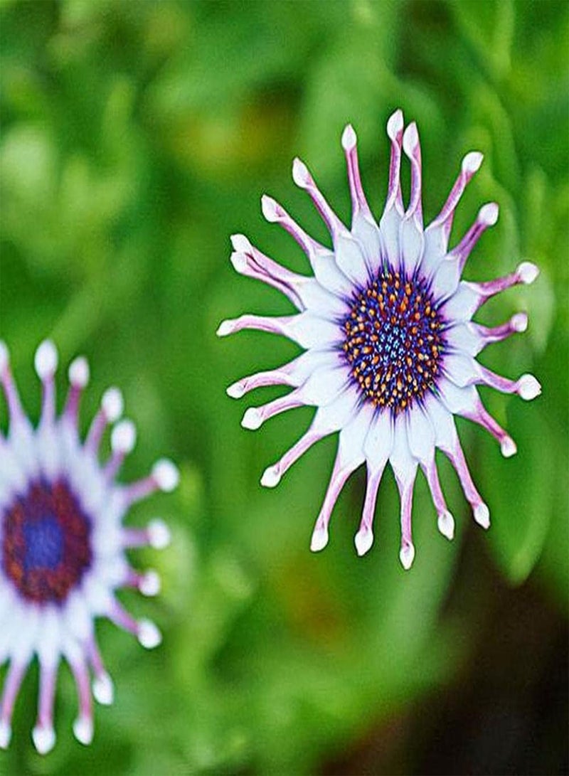 GGOOT 200Pcs Daisy Seeds Rare Flower Varieties Unique Shape Make People Brighten Up Essential Materials for Home Decoration Loved by Family - Image 2