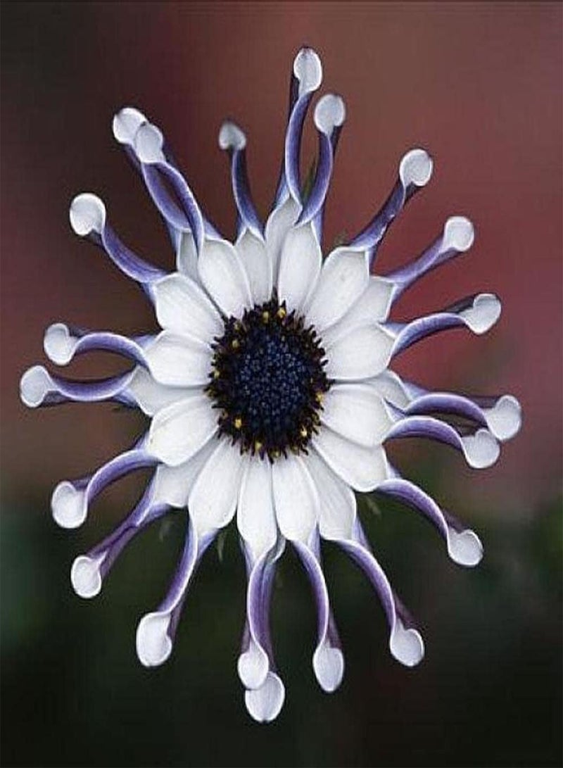 GGOOT 200Pcs Daisy Seeds Rare Flower Varieties Unique Shape Make People Brighten Up Essential Materials for Home Decoration Loved by Family - Image 1