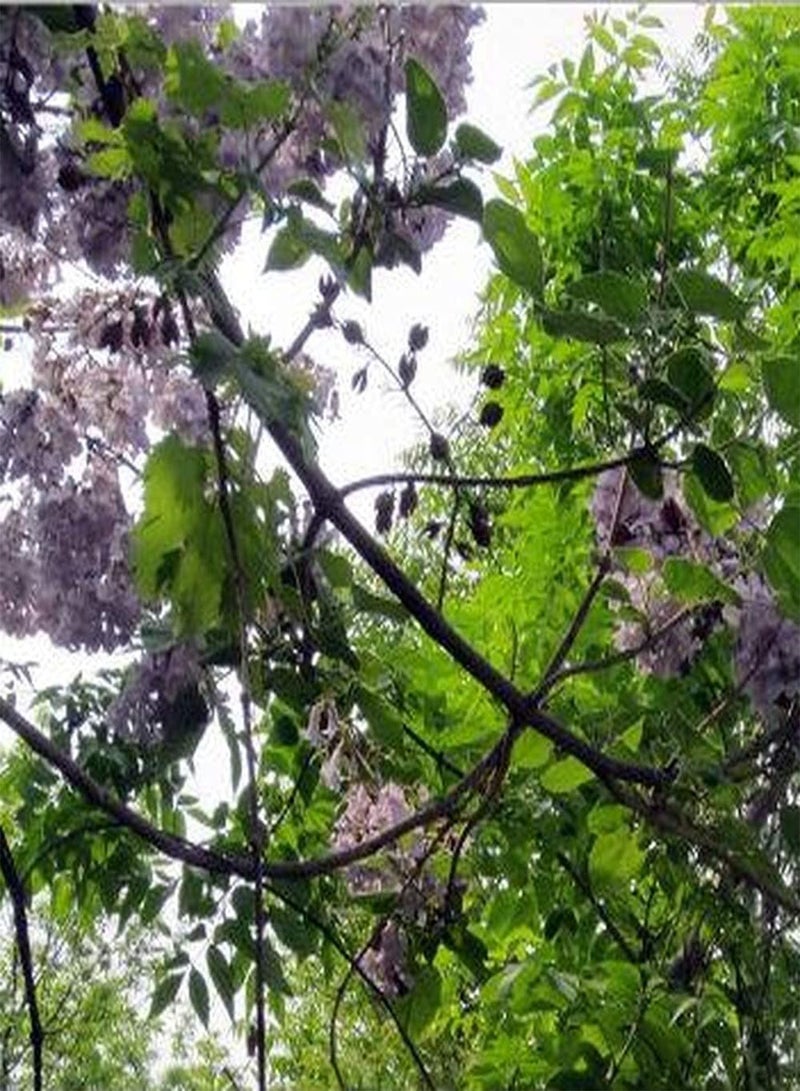 GGOOT 50Pcs Paulownia Seeds for Planting Deciduous Tree Elegant Tree Beautiful Garden Landscape Gardeners' Favorite Varieties Easy to Maintain - Image 2