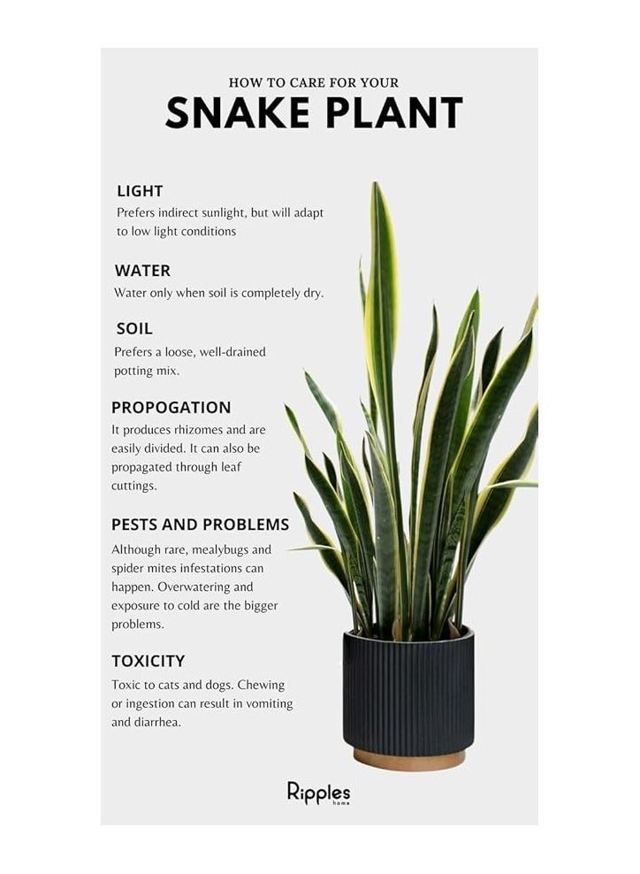 Snake Plant in Black Pot, Height 40 cm - Image 2
