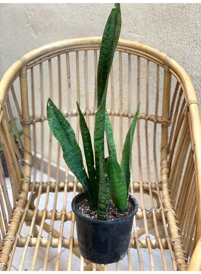 Snake Plant in Black Pot, Height 40 cm - Image 3
