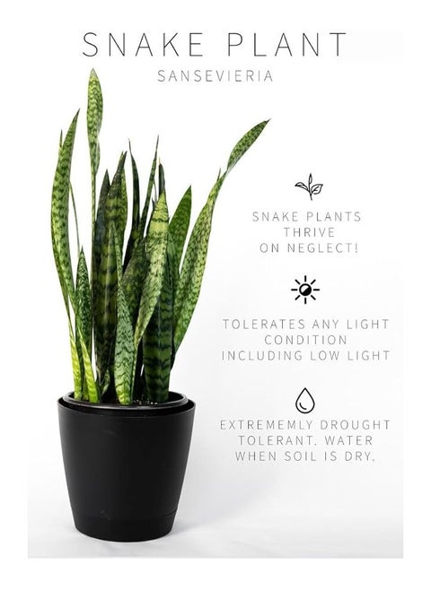 Snake Plant in Black Pot, Height 40 cm