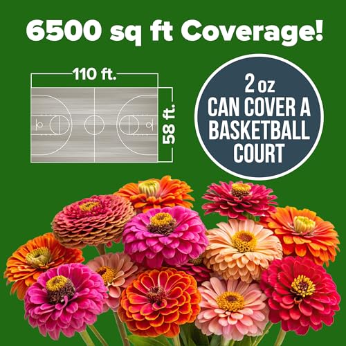 HOME GROWN Zinnia Seeds for 2026 - California Giant Mix - 7,300+ (2 oz) 𝗡𝗢𝗡-𝗚𝗠𝗢 𝗨𝗦𝗔 Plant Wildflower Blooms – Bulk Seeds for Planting Flowers Outside - Pollinator Gardens (Zinnia elegans) - Image 3