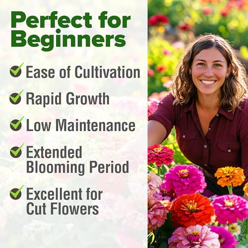 HOME GROWN Zinnia Seeds for 2026 - California Giant Mix - 7,300+ (2 oz) 𝗡𝗢𝗡-𝗚𝗠𝗢 𝗨𝗦𝗔 Plant Wildflower Blooms – Bulk Seeds for Planting Flowers Outside - Pollinator Gardens (Zinnia elegans) - Image 2