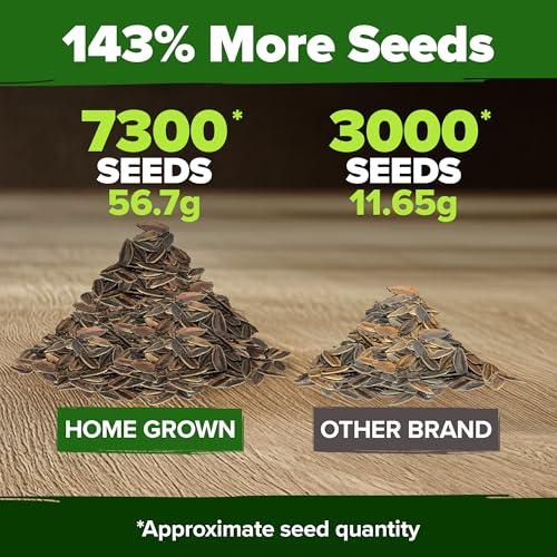 HOME GROWN Zinnia Seeds for 2026 - California Giant Mix - 7,300+ (2 oz) 𝗡𝗢𝗡-𝗚𝗠𝗢 𝗨𝗦𝗔 Plant Wildflower Blooms – Bulk Seeds for Planting Flowers Outside - Pollinator Gardens (Zinnia elegans) - Image 5