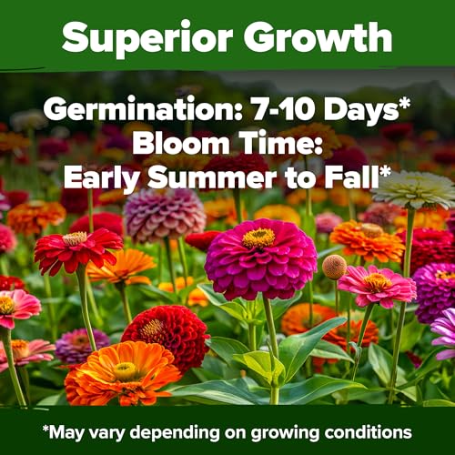 HOME GROWN Zinnia Seeds for 2026 - California Giant Mix - 7,300+ (2 oz) 𝗡𝗢𝗡-𝗚𝗠𝗢 𝗨𝗦𝗔 Plant Wildflower Blooms – Bulk Seeds for Planting Flowers Outside - Pollinator Gardens (Zinnia elegans) - Image 4