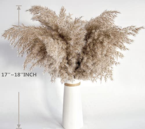 Kocat Pampas Grass Decor, Natural Dry Pampas Grass Small, Short Pampass Bulk for Farmhouse, Wall, Kitchen, Bedroom Decor, Office Decor (17 inch ) - Image 2