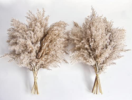 Kocat Pampas Grass Decor, Natural Dry Pampas Grass Small, Short Pampass Bulk for Farmhouse, Wall, Kitchen, Bedroom Decor, Office Decor (17 inch ) - Image 1