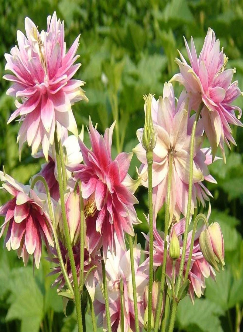 GGOOT Perennial Flower AQUILEGIA Columbine Nora Barlow 7.5 Gram ~ Approx 600 - Image 2