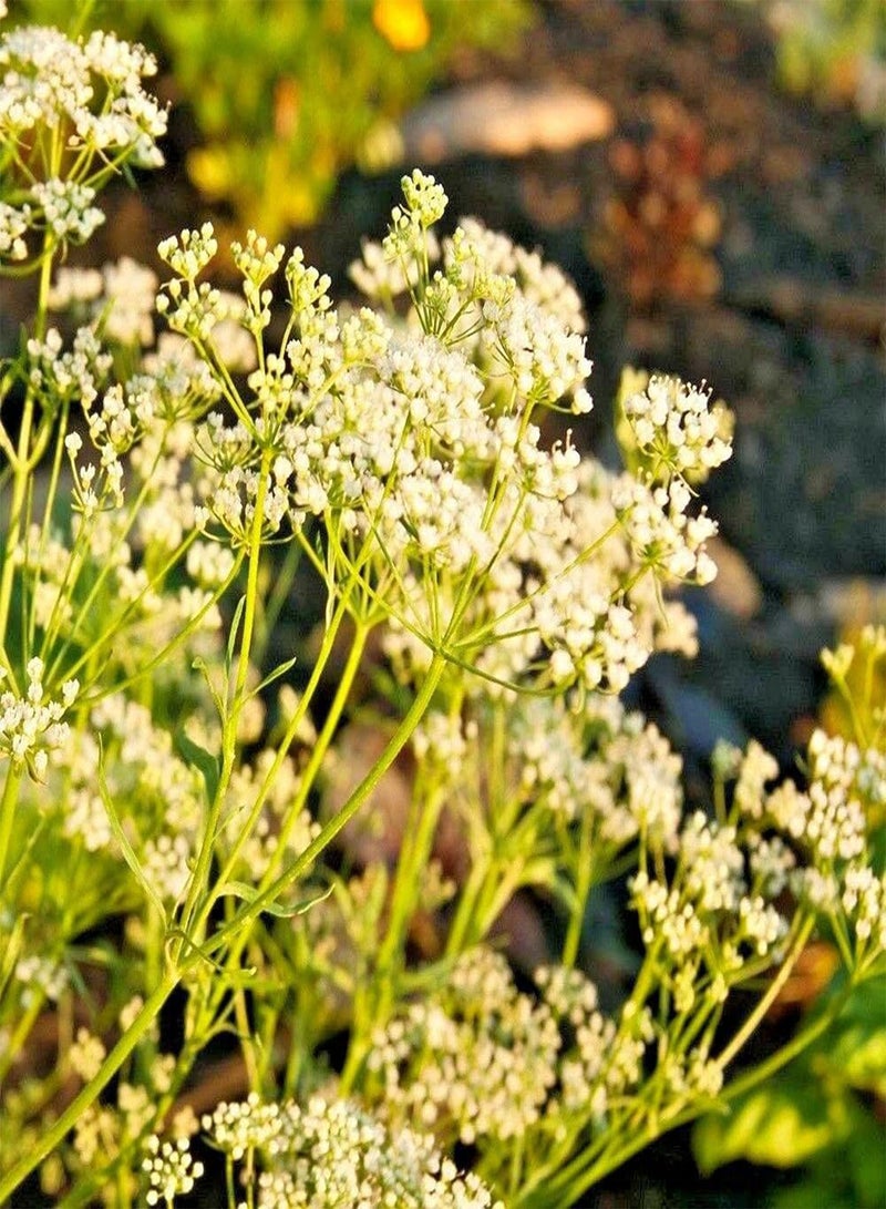 GGOOT Anise - Pimpinella anisum Herb Seeds, Also Called Aniseed or Rarely Anix Home Garden Planting by Heavy Torch, 1250 Seeds