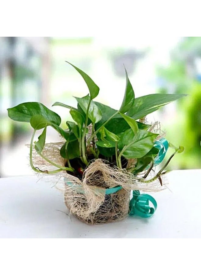 Ferns N Petals Small Money Plant Jute Wrapped