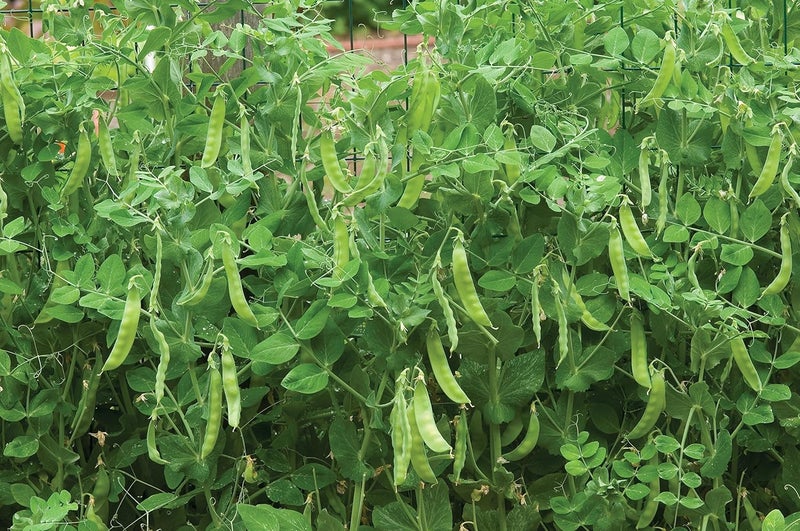 Burpee Snowbird Pea Seeds 300 seeds - Image 2