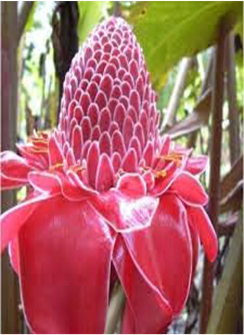 GGOOT 50 Torch Flower Seeds  - Image 3