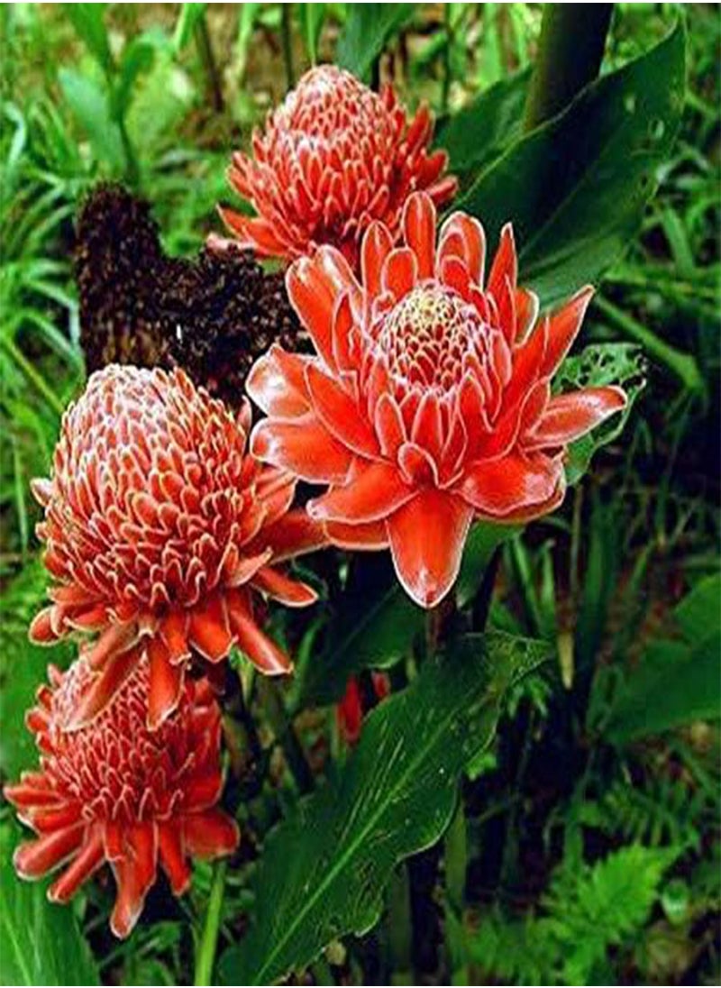 GGOOT 50 Torch Flower Seeds  - Image 1