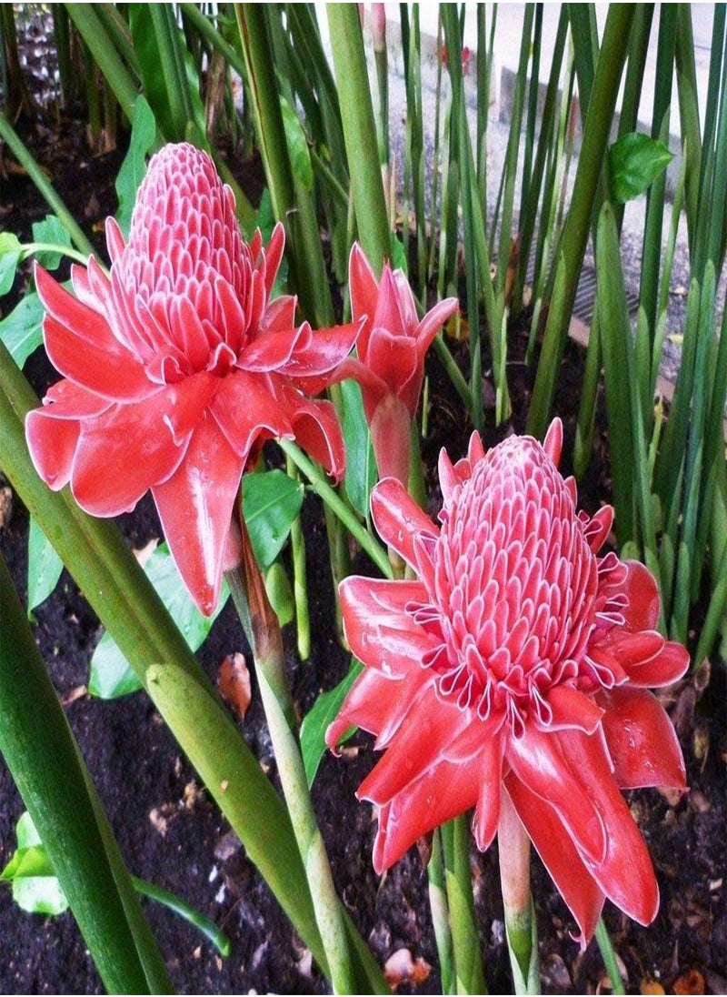 GGOOT 50 Torch Flower Seeds  - Image 2