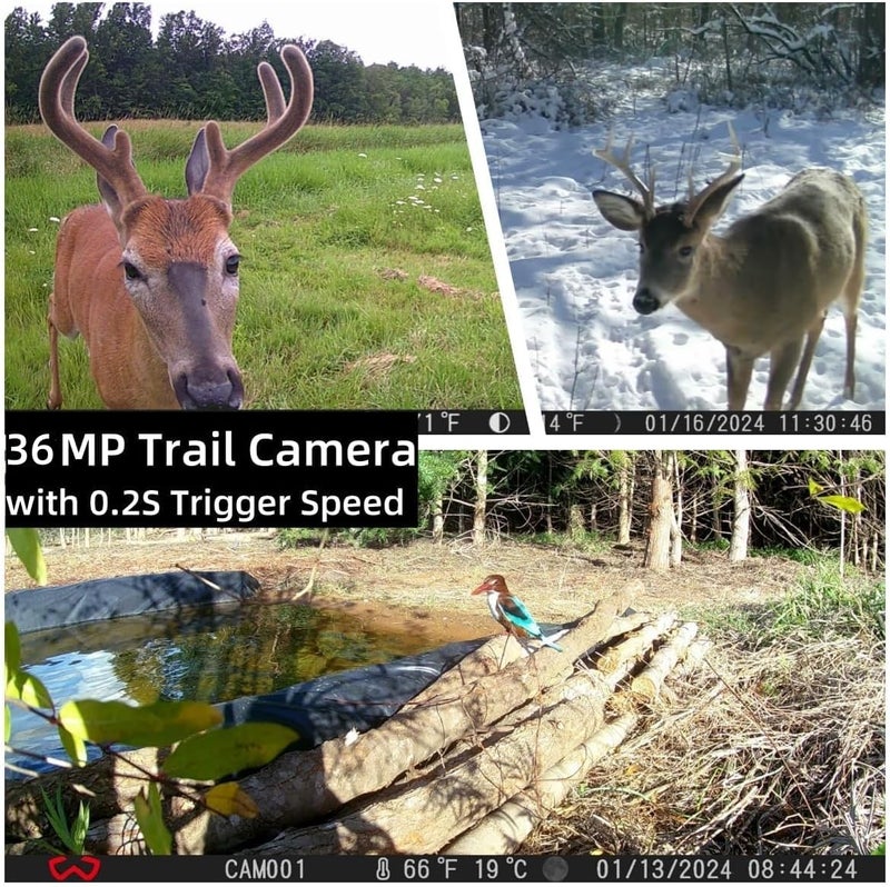 WOSODA Trail Camera 3 Pack 36MP 1920P HD Game Camera with SD Cards, 0.2s Trigger Time Infrared Night Vision Motion Activated, IP66 Waterproof 2.0''LCD Wildlife Camera for Monitoring - Image 2