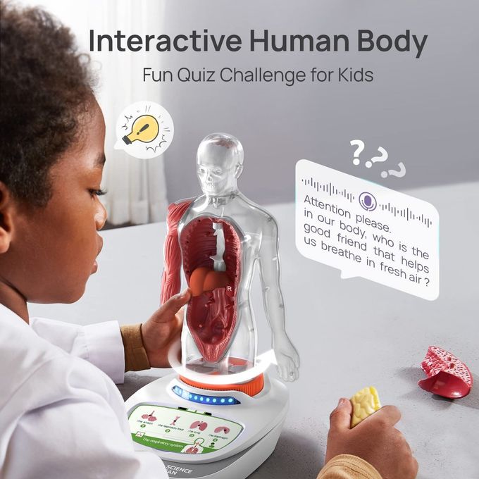 Science Can Human Body Model for Kids, Interactive Human Anatomy Talking Model 11 Inch Realistic Anatomical Assembly Kit 15PCS Removable Parts and Guide STEM Educational Toys for Kids Aged 6+ Gifts - Image 3