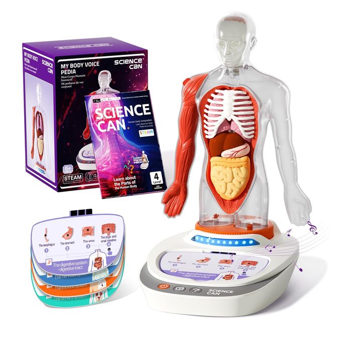 Science Can Human Body Model for Kids, Interactive Human Anatomy Talking Model 11 Inch Realistic Anatomical Assembly Kit 15PCS Removable Parts and Guide STEM Educational Toys for Kids Aged 6+ Gifts - Image 4