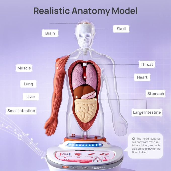 Science Can Human Body Model for Kids, Interactive Human Anatomy Talking Model 11 Inch Realistic Anatomical Assembly Kit 15PCS Removable Parts and Guide STEM Educational Toys for Kids Aged 6+ Gifts - Image 2