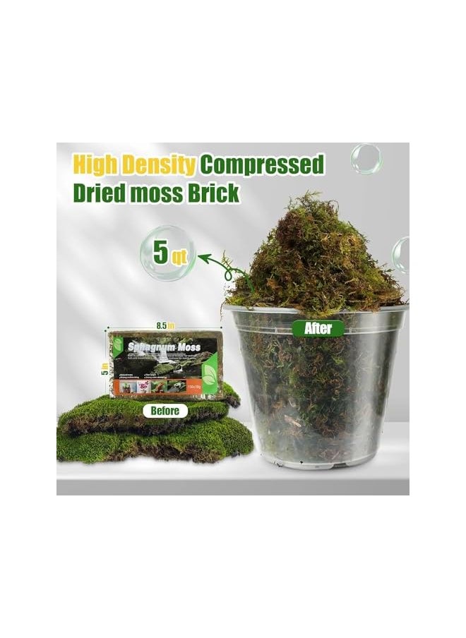 erorex Dried Forest Moss for Plants, 300g Premium Sphagnum Moss Potting Mix, Potting Moss for Various Plants, Including Orchids, Carnivorous Plants Succulents Garden Flowers and Reptiles (Pack of 2)  - Image 2