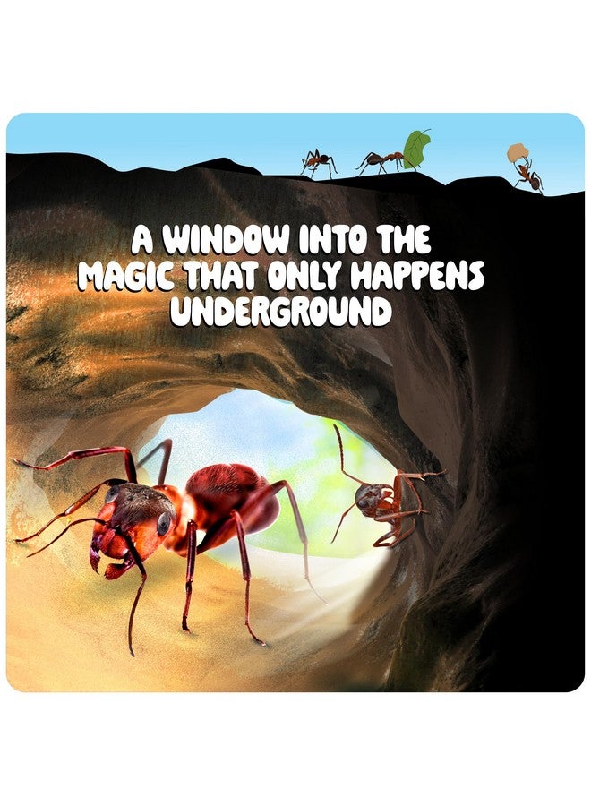 دان آند دارسى مجموعة مزرعة النمل للأطفال - مستعمرة مزارع النمل - تتضمن قسيمة النمل - مجموعات موائل الرمل - منزل تررم الحشرات - هدايا علمية تعليمية للأطفال - ألعاب تعليمية عن الطبيعة للأولاد والبنات والكبار - Image 5