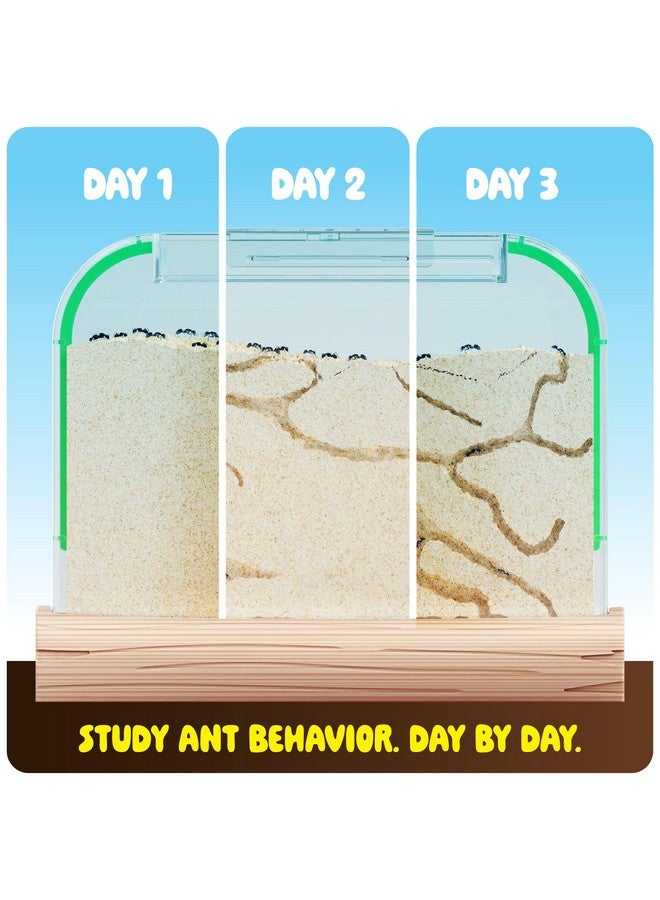 دان آند دارسى مجموعة مزرعة النمل للأطفال - مستعمرة مزارع النمل - تتضمن قسيمة النمل - مجموعات موائل الرمل - منزل تررم الحشرات - هدايا علمية تعليمية للأطفال - ألعاب تعليمية عن الطبيعة للأولاد والبنات والكبار - Image 2