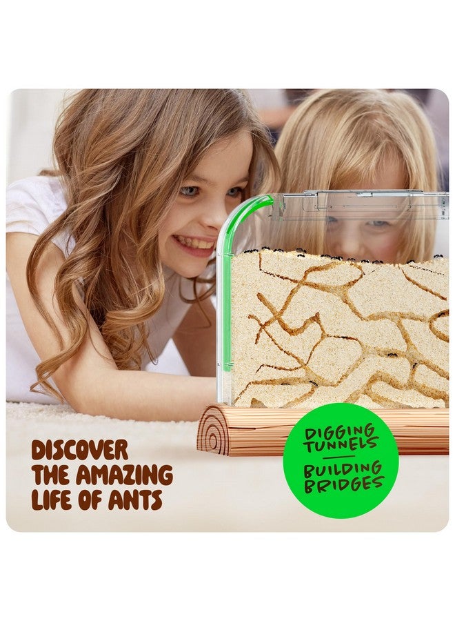 دان آند دارسى مجموعة مزرعة النمل للأطفال - مستعمرة مزارع النمل - تتضمن قسيمة النمل - مجموعات موائل الرمل - منزل تررم الحشرات - هدايا علمية تعليمية للأطفال - ألعاب تعليمية عن الطبيعة للأولاد والبنات والكبار - Image 3