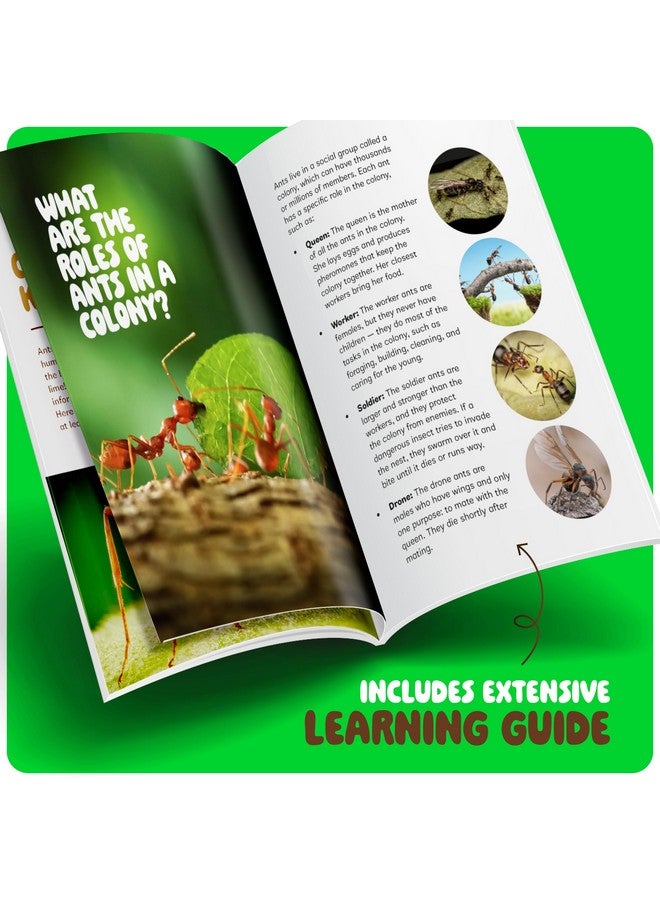 دان آند دارسى مجموعة مزرعة النمل للأطفال - مستعمرة مزارع النمل - تتضمن قسيمة النمل - مجموعات موائل الرمل - منزل تررم الحشرات - هدايا علمية تعليمية للأطفال - ألعاب تعليمية عن الطبيعة للأولاد والبنات والكبار - Image 4