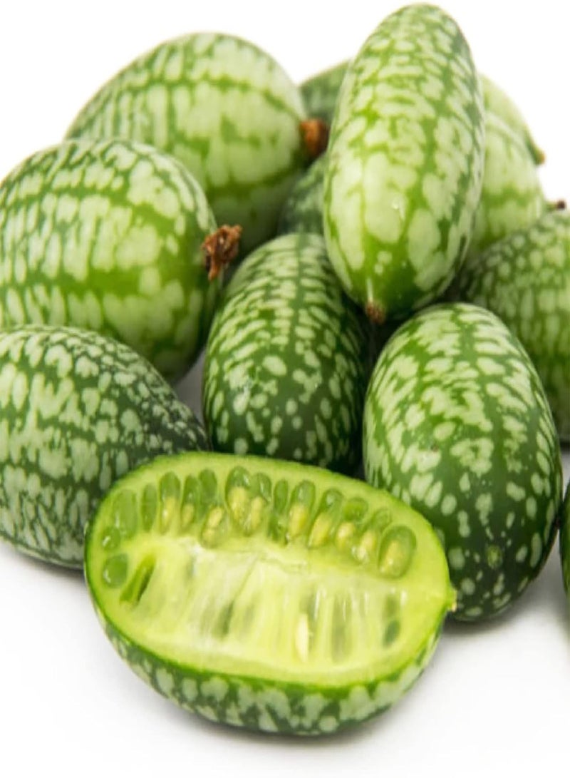 GGOOT 100Pcs Miniature Watermelon Seedlings Pack | Watermelon Plant Fresh Gardening Cucamelon Seeds For Outdoor Seeds 1size - Image 1