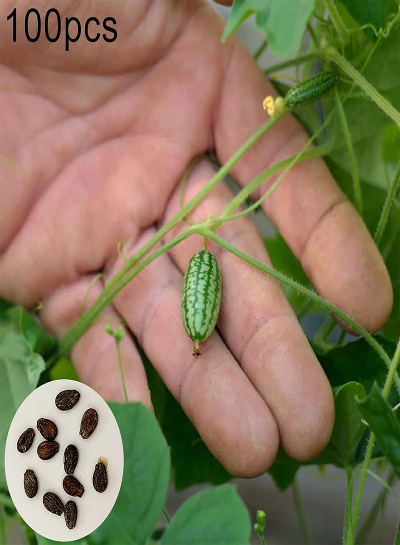 GGOOT 100Pcs Miniature Watermelon Seedlings Pack | Watermelon Plant Fresh Gardening Cucamelon Seeds For Outdoor Seeds 1size - Image 3