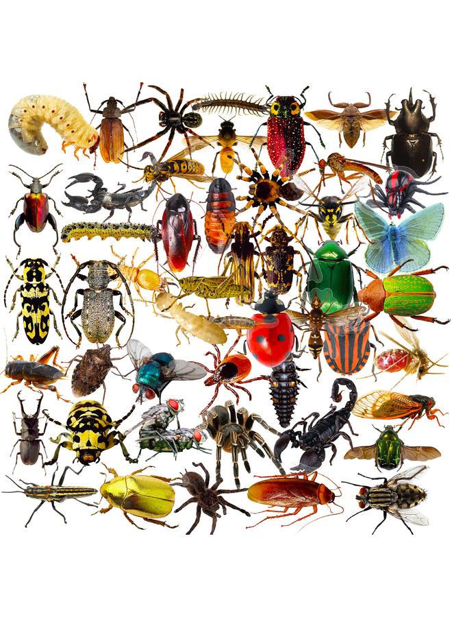 Bluejw 50 Simulation Insect Stickers Creative Nostalgic Realistic Insect Stickers Yama Hot Cup Refrigerator Waterproof Stickers - Image 1