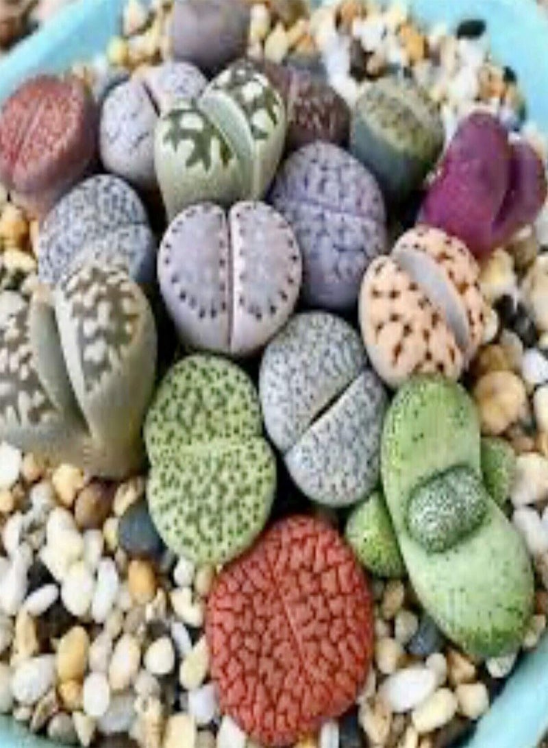 GGOOT 100Pcs Mixed Succulent Seeds Rare Living Stones Plants Garden Yard Bonsai Decor - Image 3