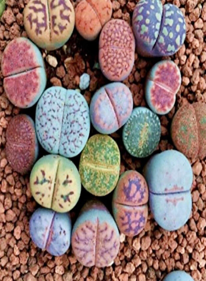 GGOOT 100Pcs Mixed Succulent Seeds Rare Living Stones Plants Garden Yard Bonsai Decor - Image 5