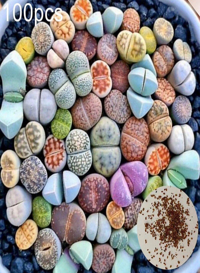 GGOOT 100Pcs Mixed Succulent Seeds Rare Living Stones Plants Garden Yard Bonsai Decor - Image 1