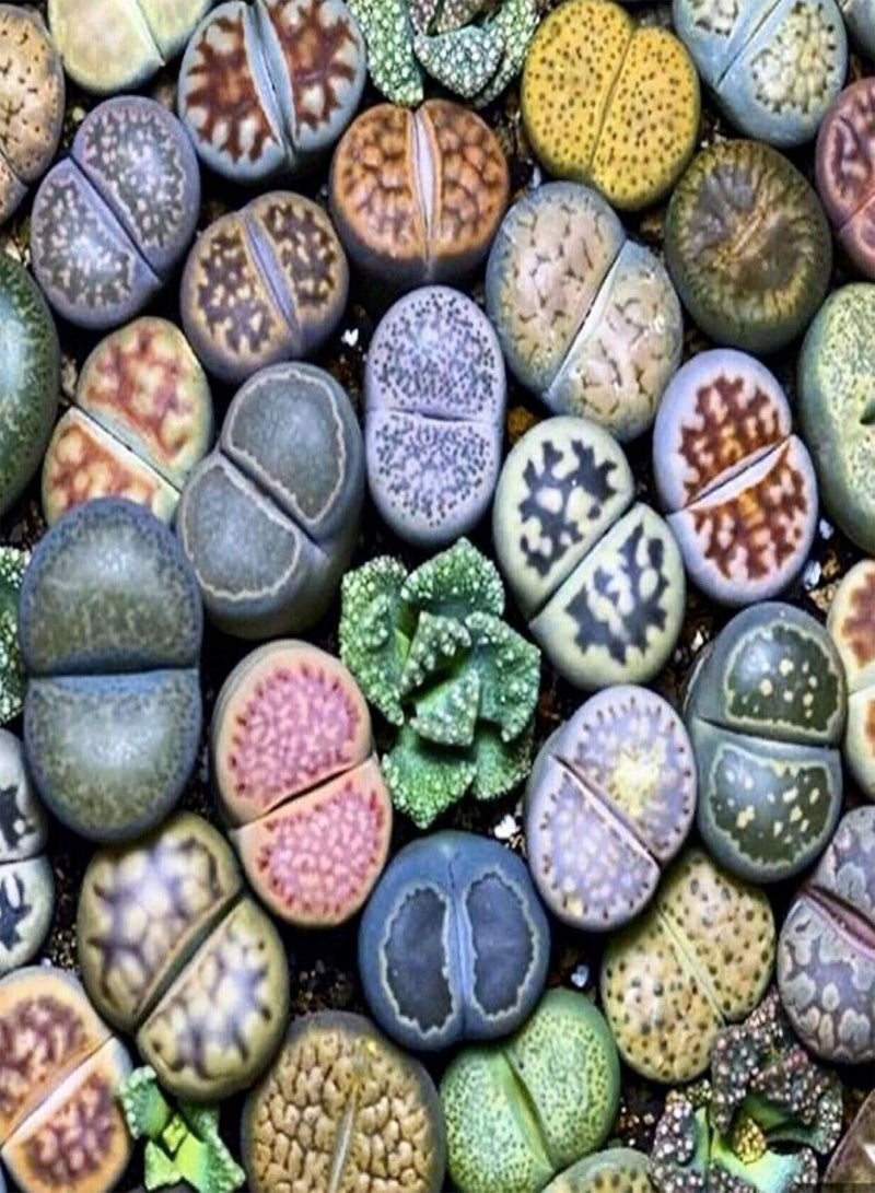 GGOOT 100Pcs Mixed Succulent Seeds Rare Living Stones Plants Garden Yard Bonsai Decor - Image 2