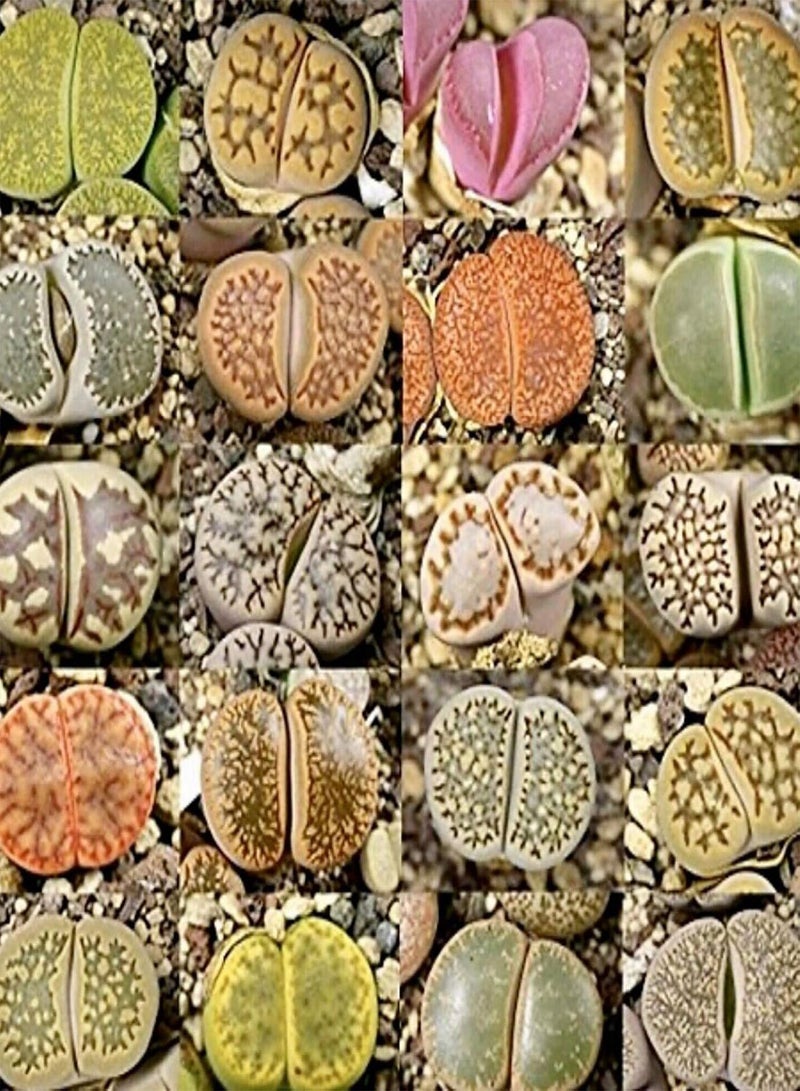 GGOOT 100Pcs Mixed Succulent Seeds Rare Living Stones Plants Garden Yard Bonsai Decor - Image 4
