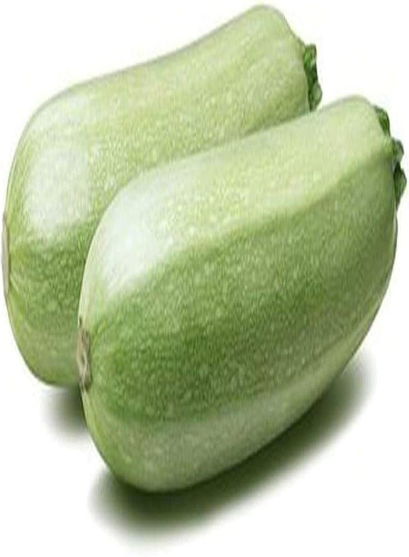 جي جوت 50Stück Zucchini Samen auffälliges Gemüse das in einem Garten im Freien gepflanzt Wird einzigartige Gartendekoration pflegeleichte Vielfalt Lange wirtschaftliche Lebensdauer - Image 2