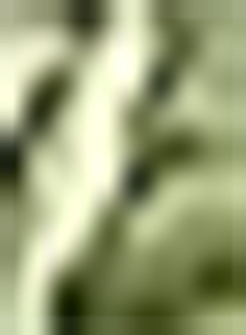 جي جوت 50Stück Zucchini Samen auffälliges Gemüse das in einem Garten im Freien gepflanzt Wird einzigartige Gartendekoration pflegeleichte Vielfalt Lange wirtschaftliche Lebensdauer - Image 1