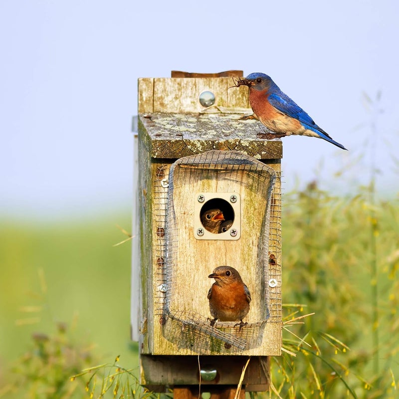 Ripeng Metal Bird House Guard with Copper Portal for Eastern Bluebird Houses 1 1/2 Inch Opening (2 Pieces) - Image 4