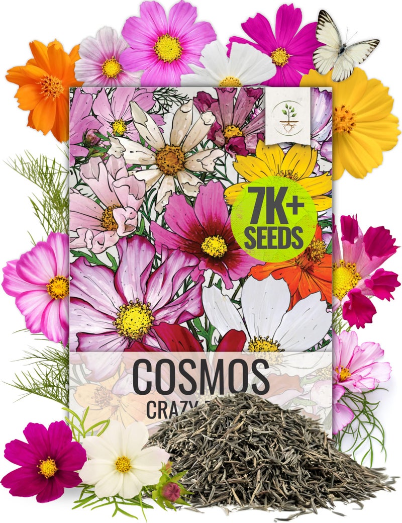 Seed Needs Wildflower Seeds Cosmos Crazy Blend 1.5 Ounce No Filler | 10+ Varieties Including Seashells, Purity & Candystripe | Cosmo Bipinnatus Open Pollinated Untreated | Bulk Resealable Packaging - Image 1
