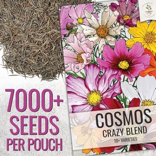 Seed Needs Wildflower Seeds Cosmos Crazy Blend 1.5 Ounce No Filler | 10+ Varieties Including Seashells, Purity & Candystripe | Cosmo Bipinnatus Open Pollinated Untreated | Bulk Resealable Packaging - Image 2