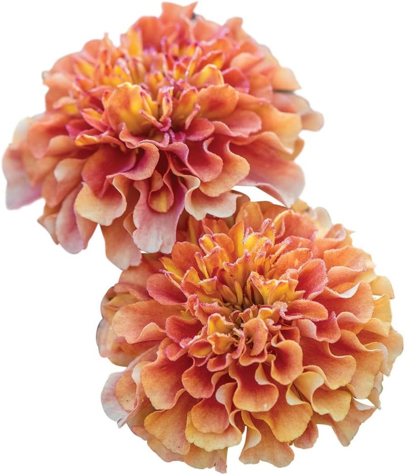 Burpee Strawberry Blonde Marigold Seeds 50 seeds - Image 1